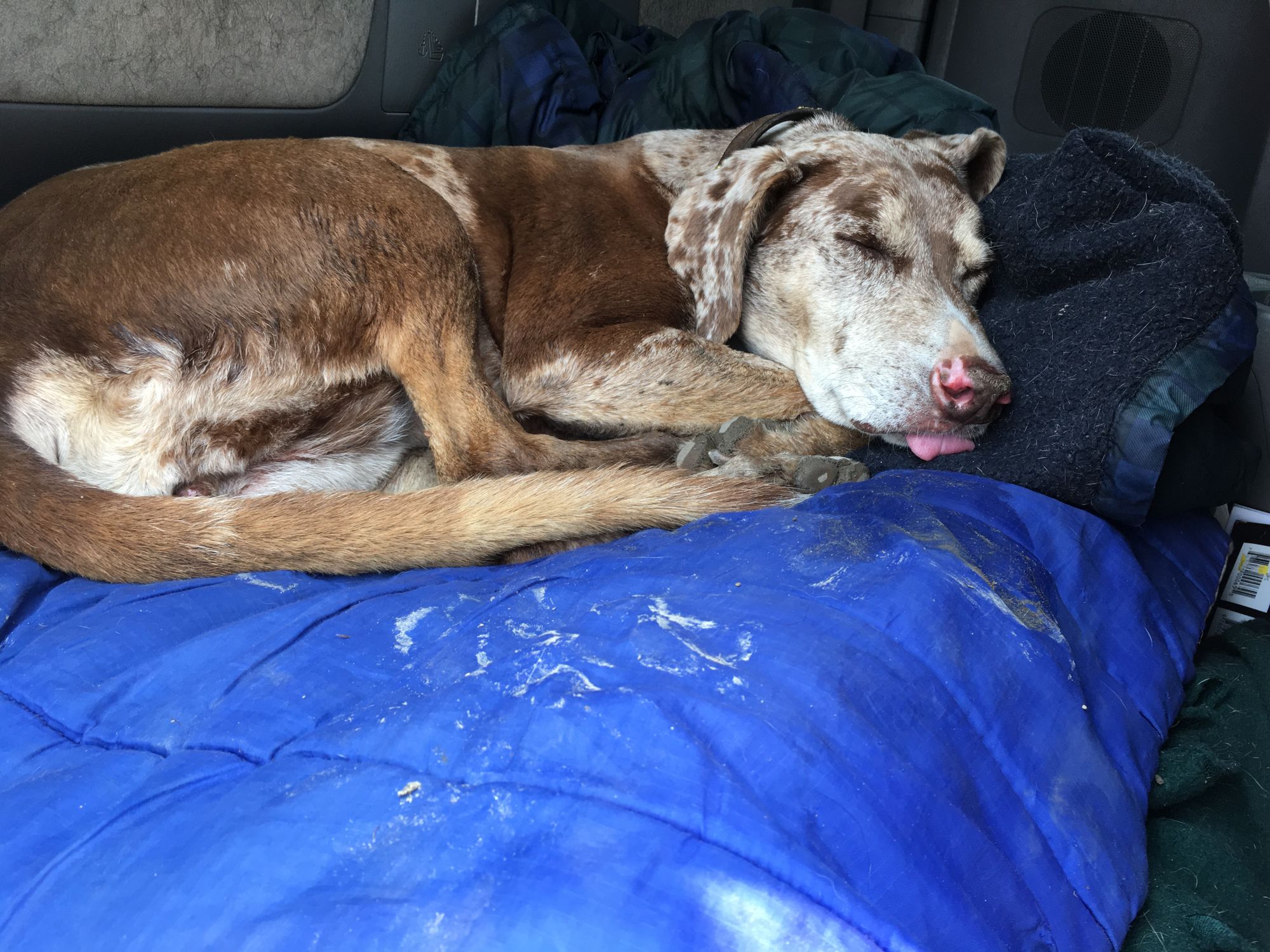 Emma sleeping on a dirty sleeping bag with her tongue out.