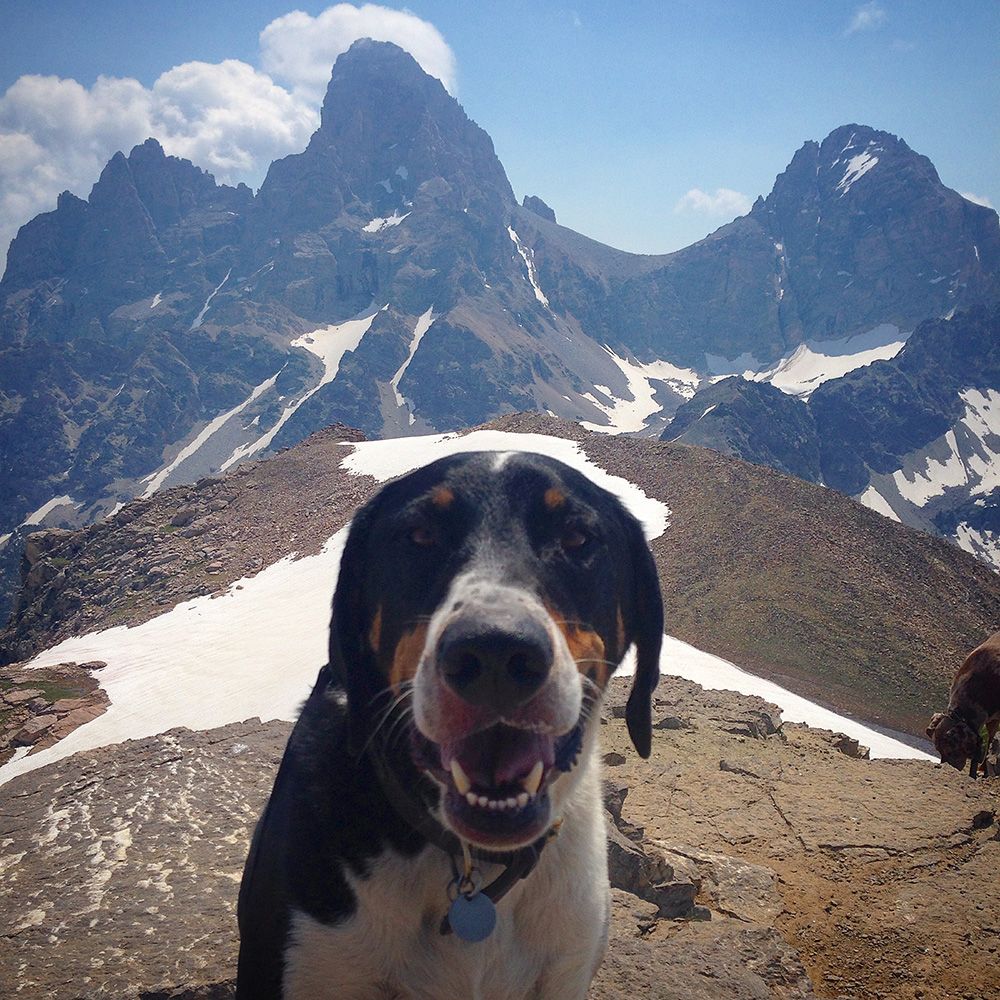 Mack having allergies in the Tetons