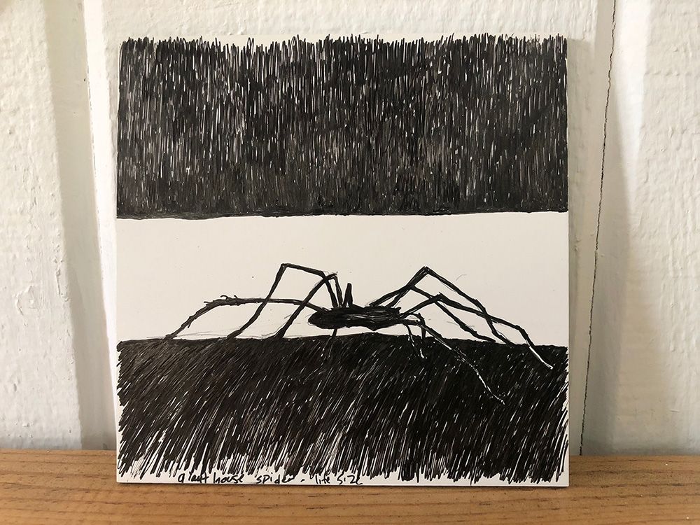 Drawing of a giant house spider