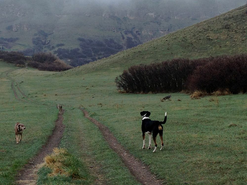 Emma, Mack, and the coyote