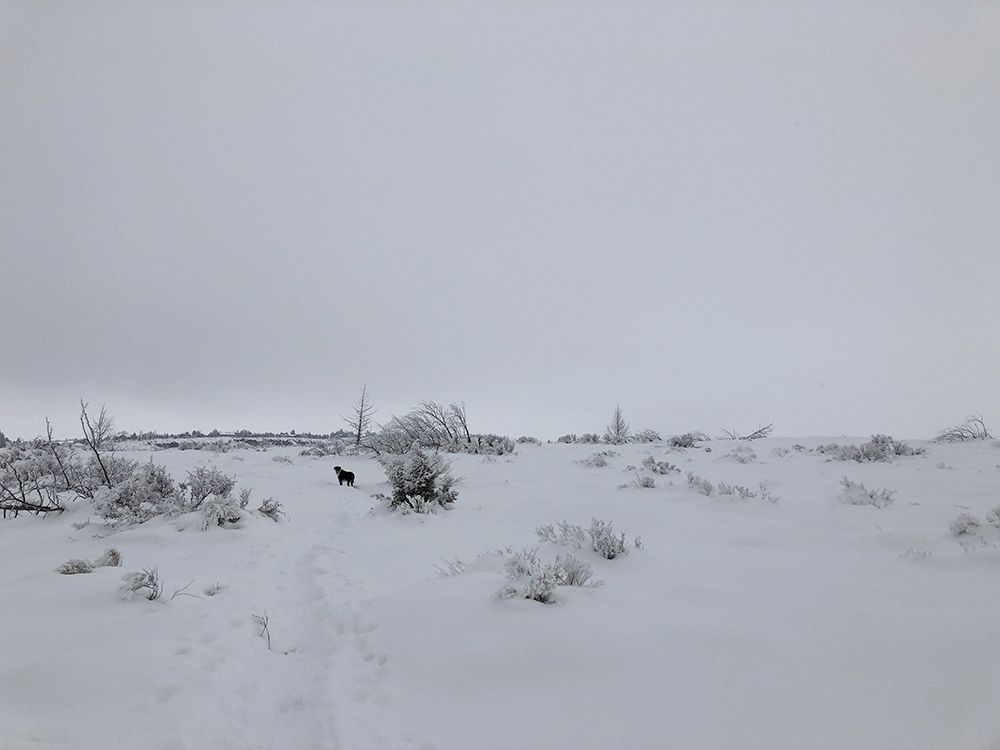 Mack on the trail after the snow storm