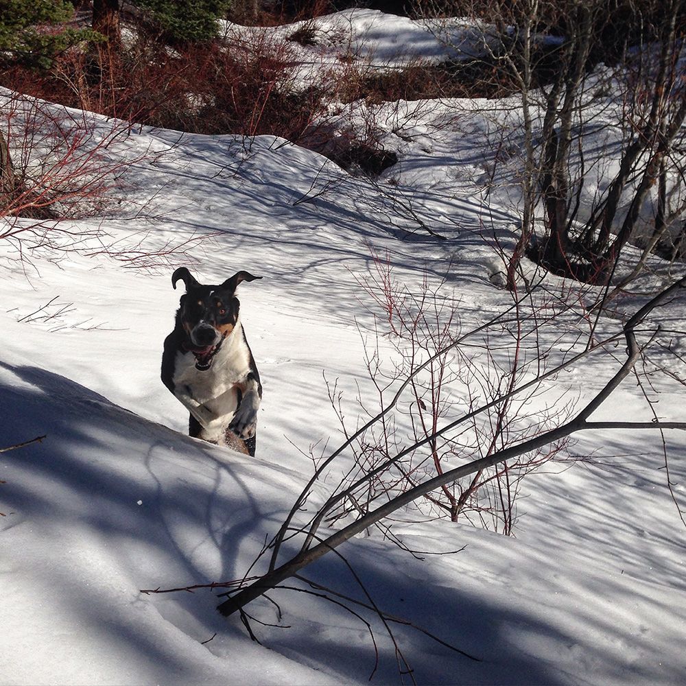 Mack dog running in the snow