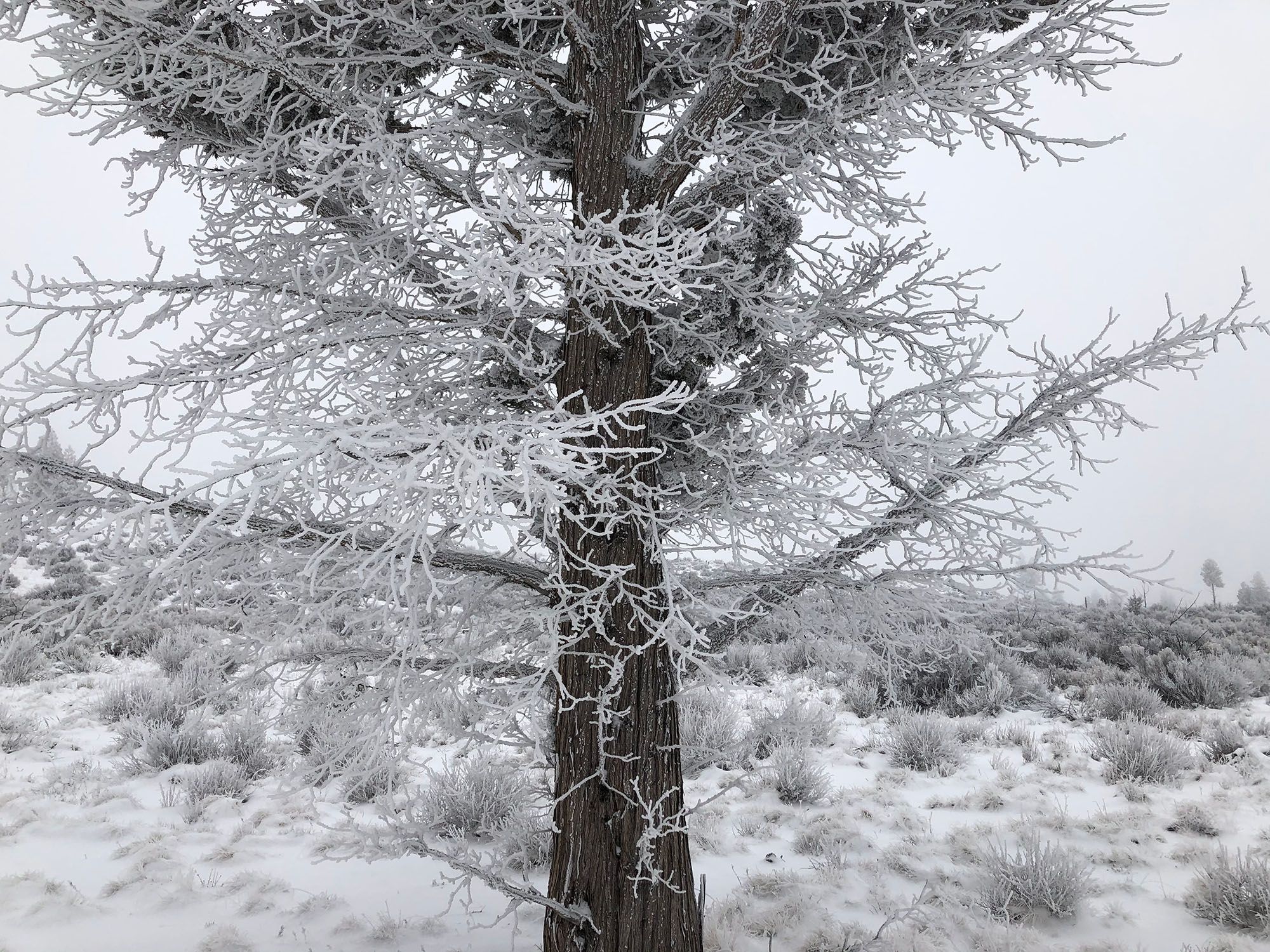 Snow and hoar frost on a ponderosa pine