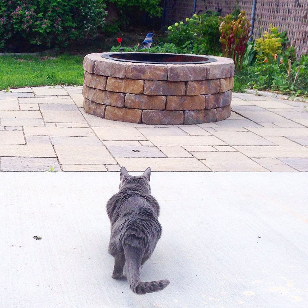 cat stalking a blue jay