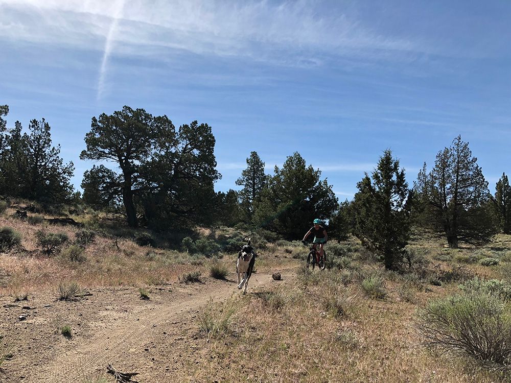 Mountain biking at Maston