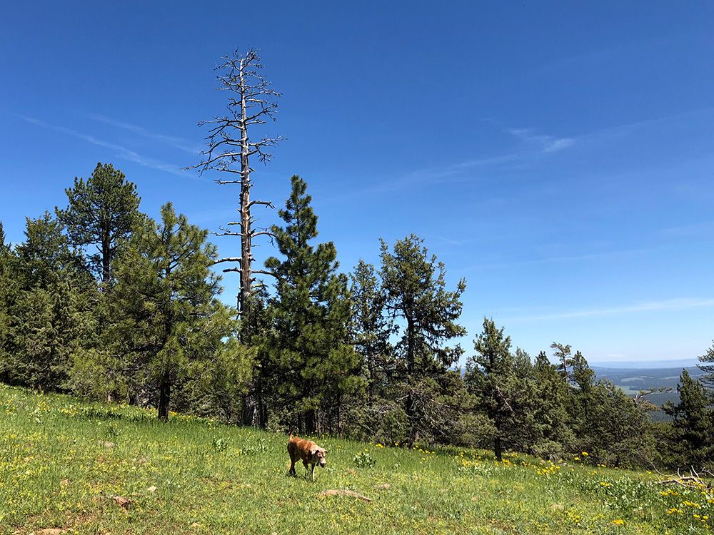 Emma the dog in the Ochoco mountains