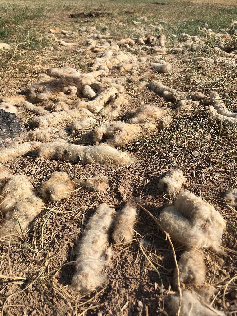 Sheared off lamb tails by the side of the road.