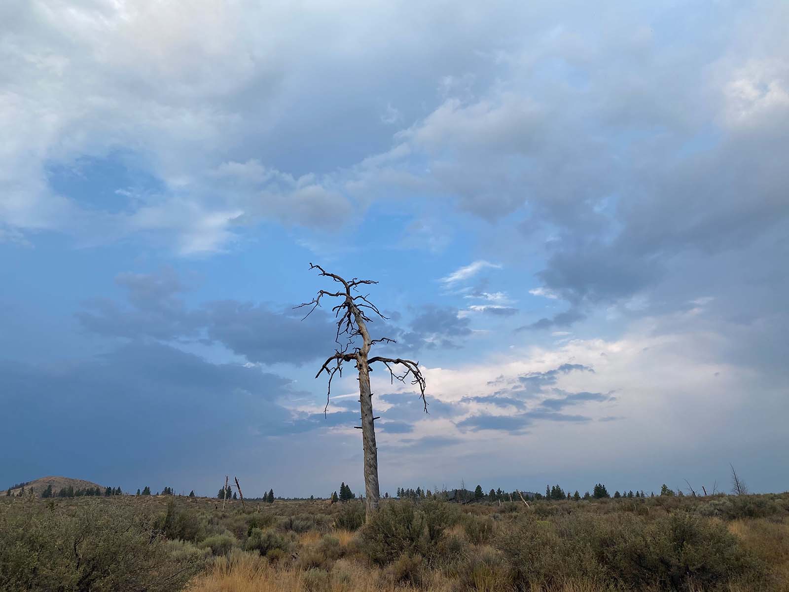 tree skeleton in central oregon