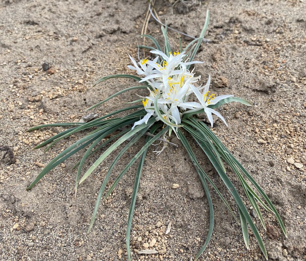 Sand lily in Central Oregon