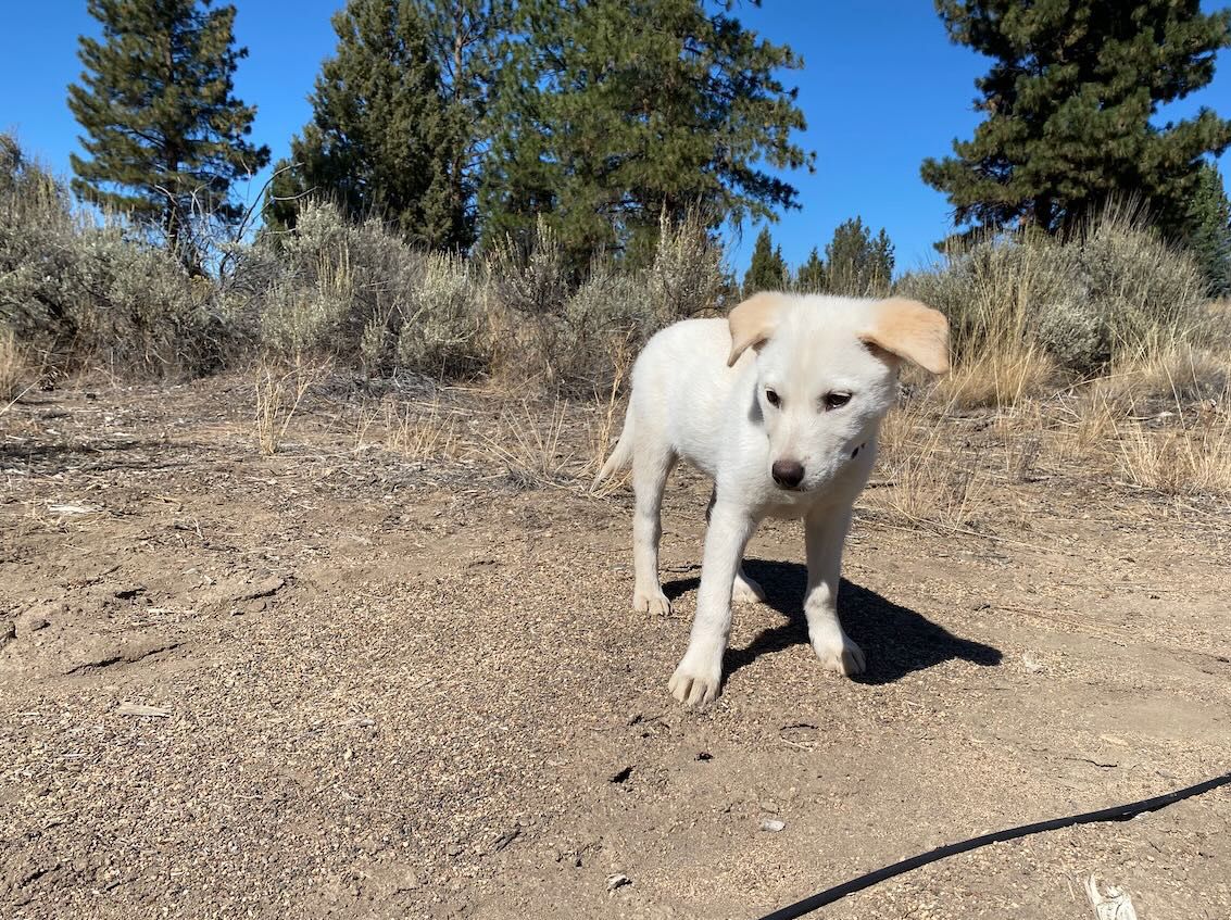 Puppy on an anthill