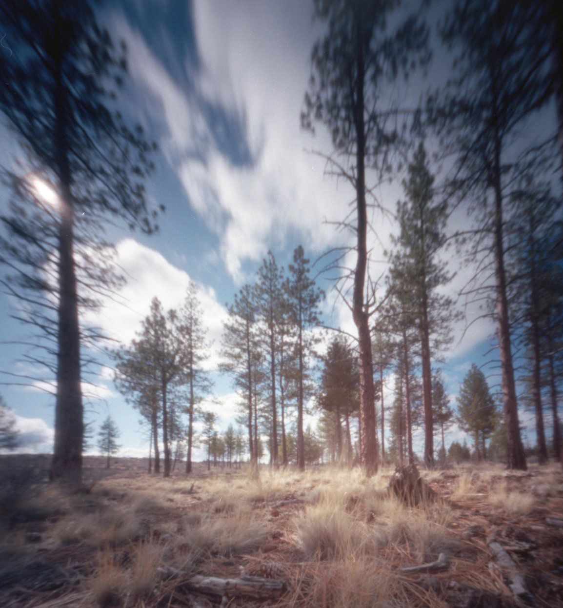 Pinhole photo of a ponderosa pine forest