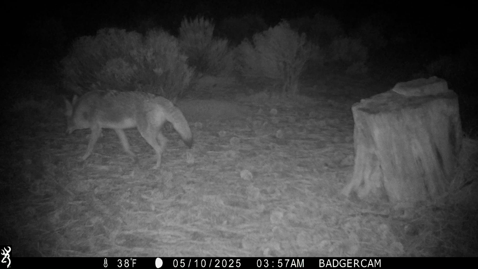 A coyote seen on a wildlife camera
