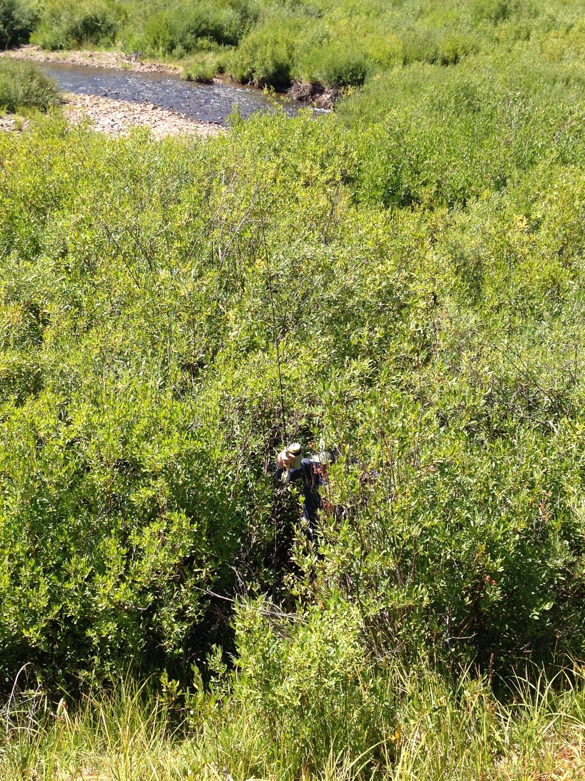 Walking through tall willows with beer and fly rod.
