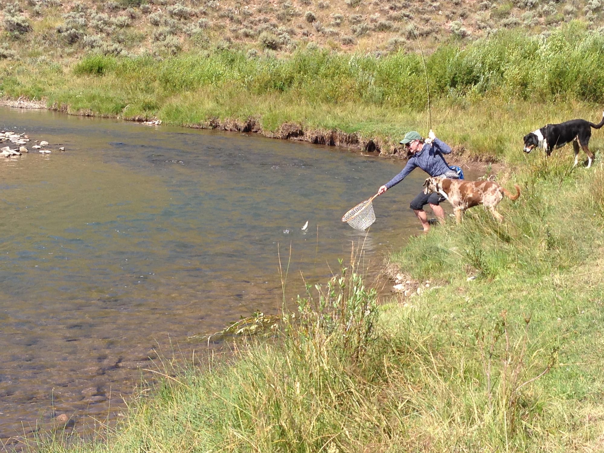 Netting a fish while two dogs look on.