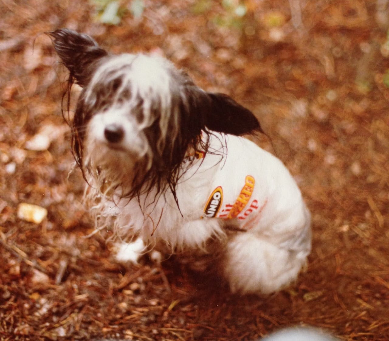 A small black and white dog wearing a bread bag as a rain jacket.