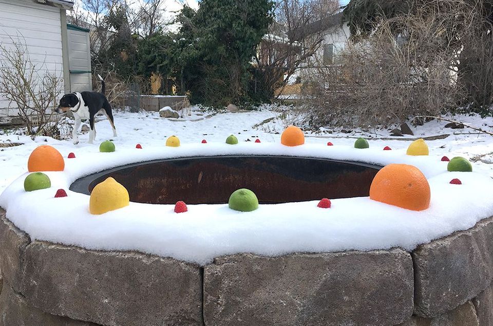 Citrus fruit in the snow