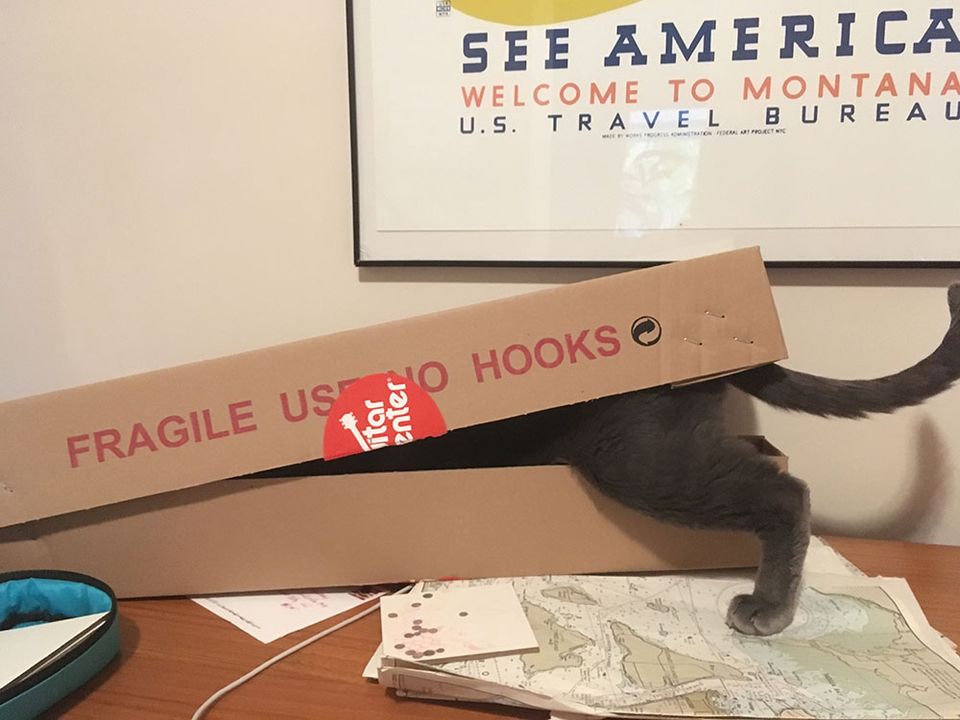 The cat in the ukulele box