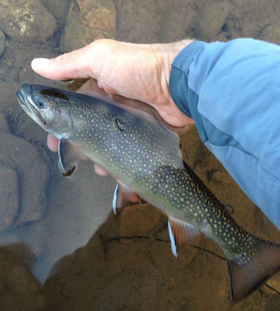 Brook Trout