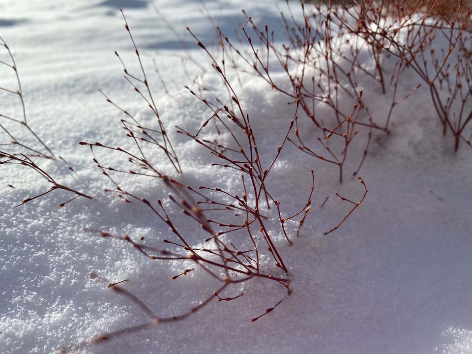 Buckwheat in December snow