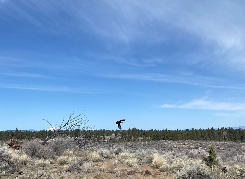 Raven flying near Horse Butte
