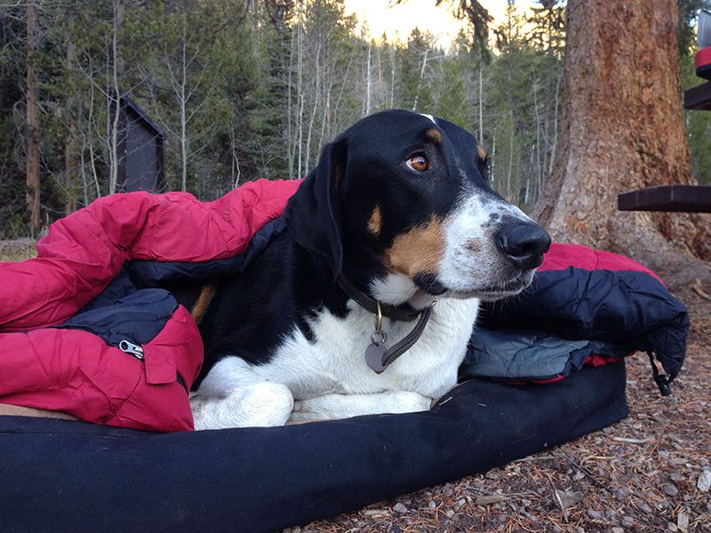 Mack getting cozy in the mountains.
