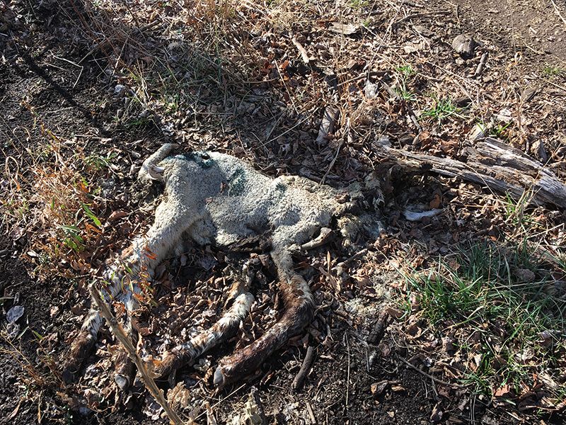 Dead lamb seen on the trail.