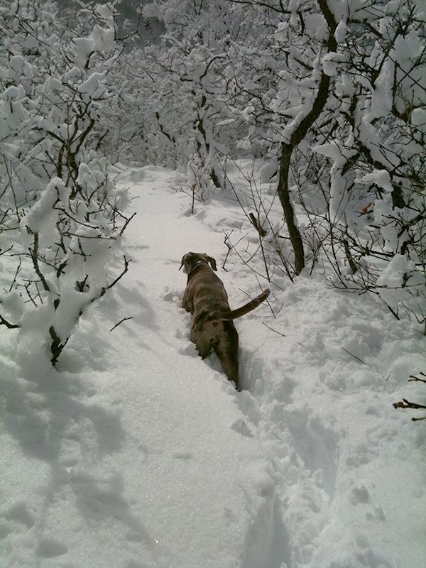 Emma breaking trail in the snow.