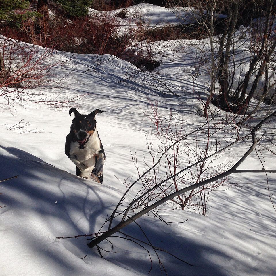 Mack running in the snow