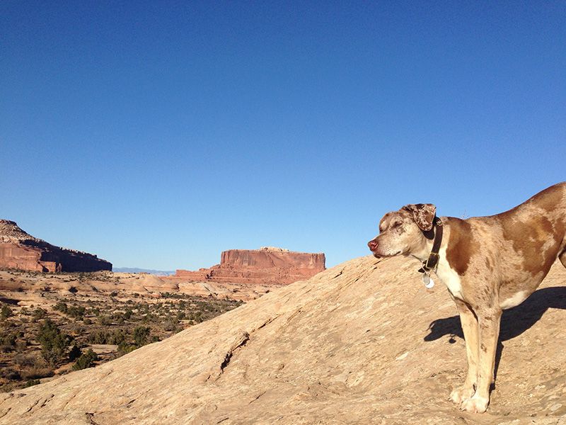 Emma the dog in Moab