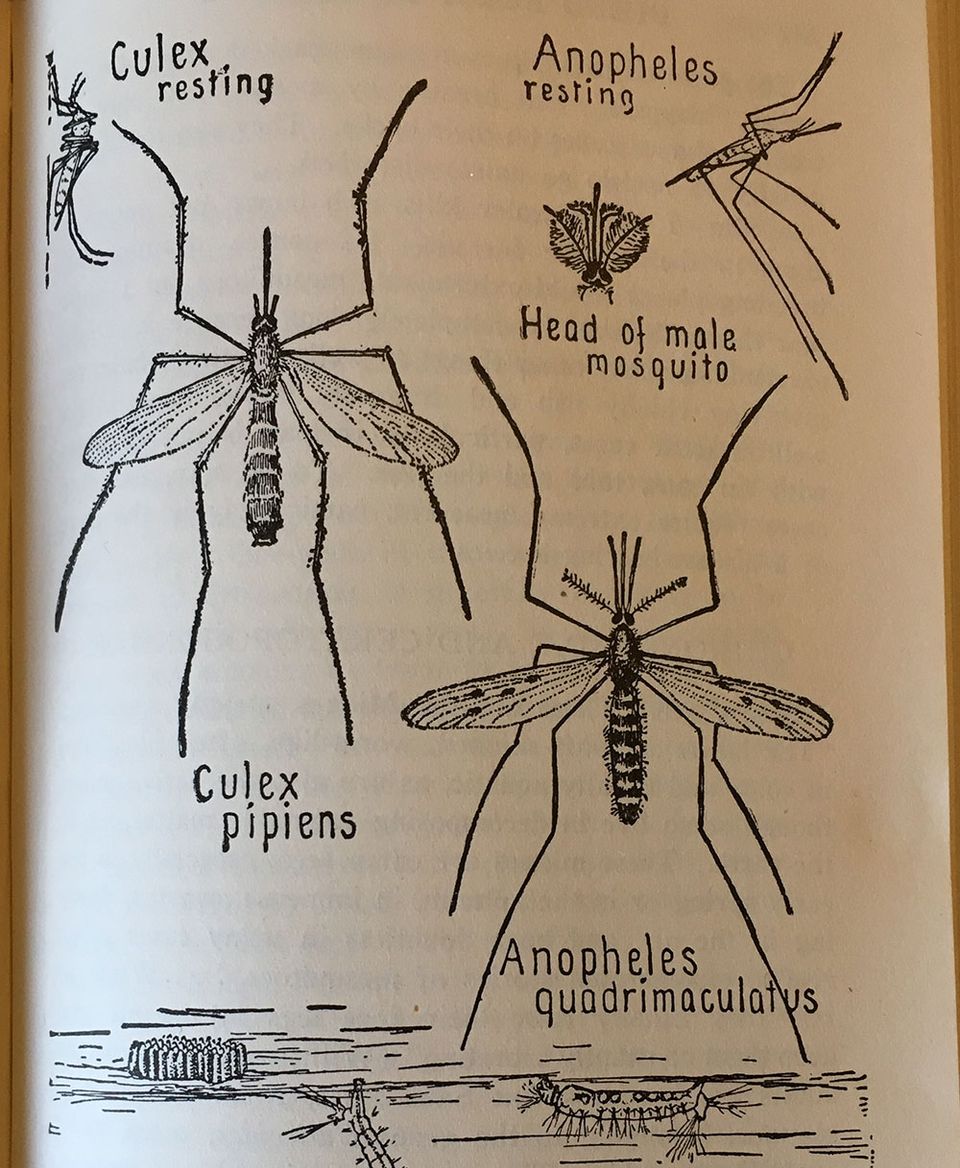 The Mighty Mosquito