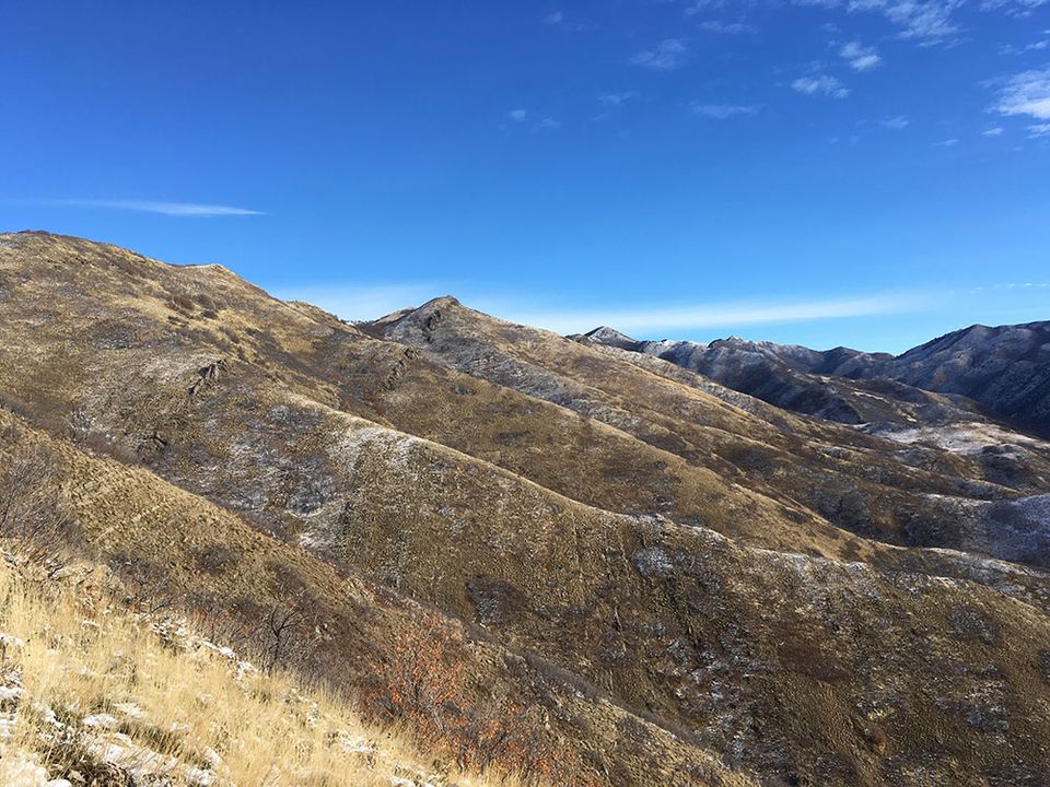 A view from a backyard trail.