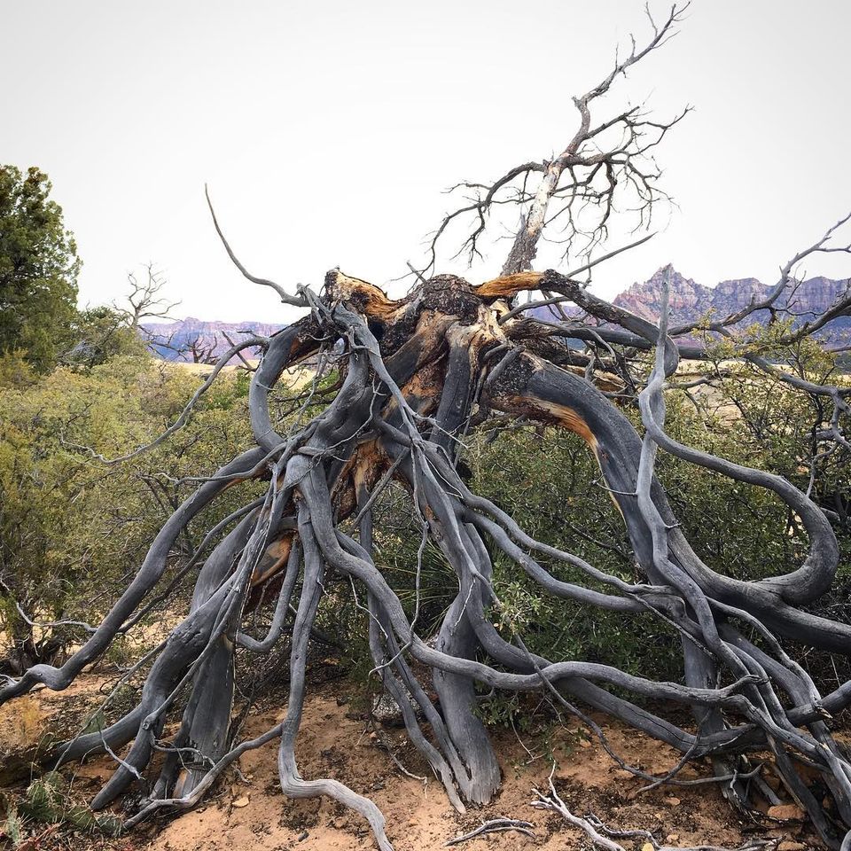 A view of Zion through a tangled tree