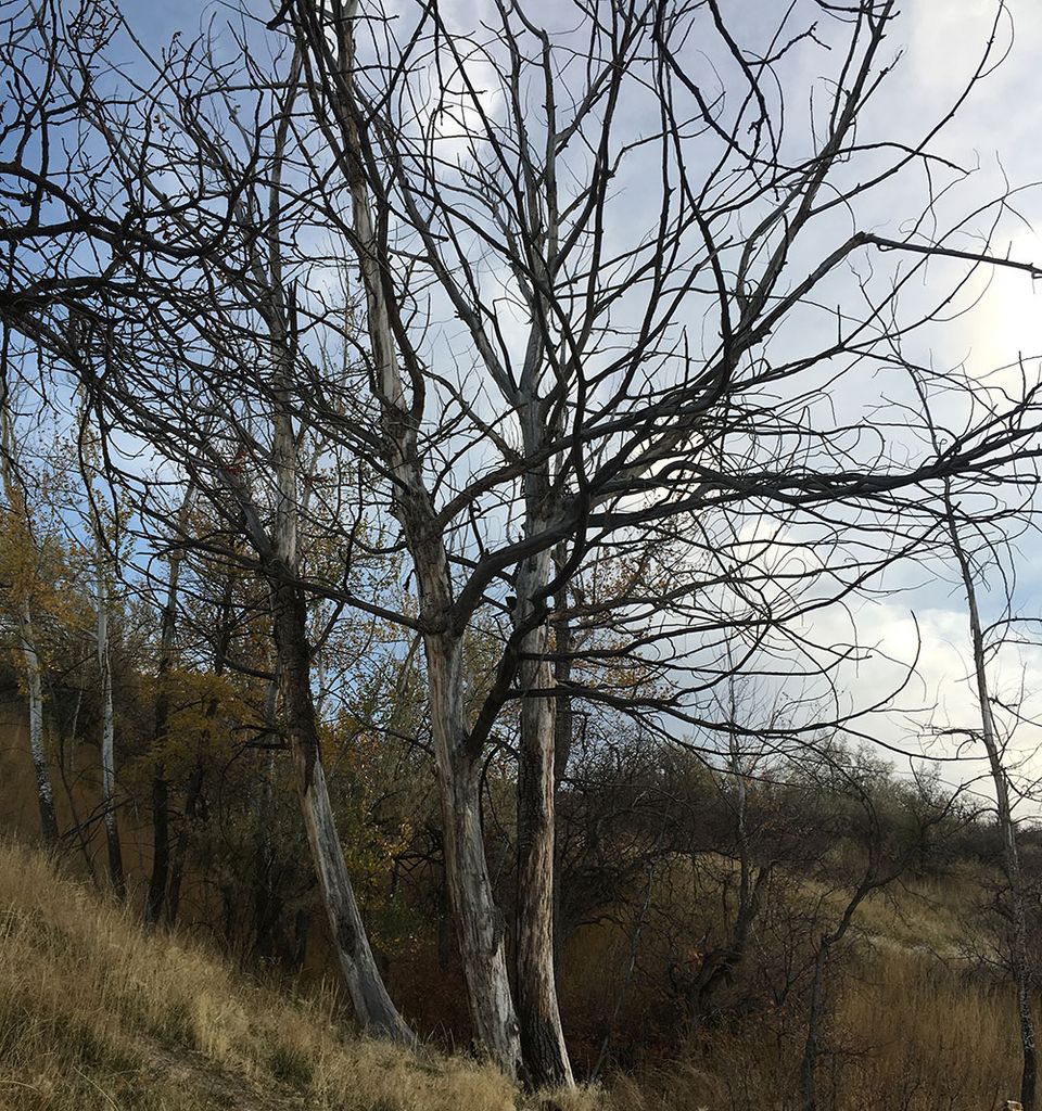 spooky trees