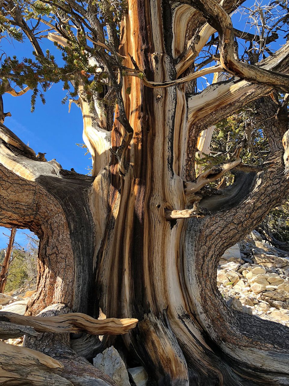 Texture of an ancient tree at Bristlecone Pine National Monument