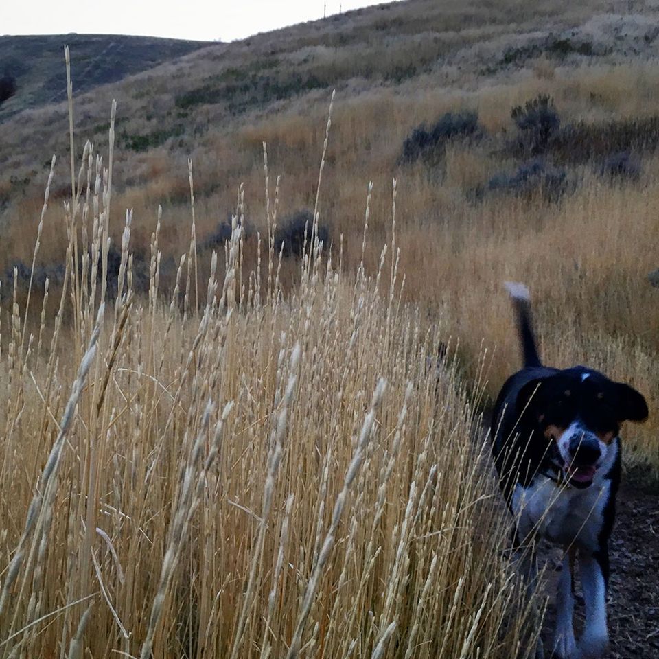 Dogs are great companions on any trail run!