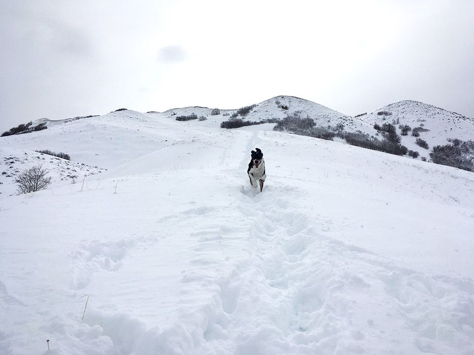 Mack dog running in the snow.