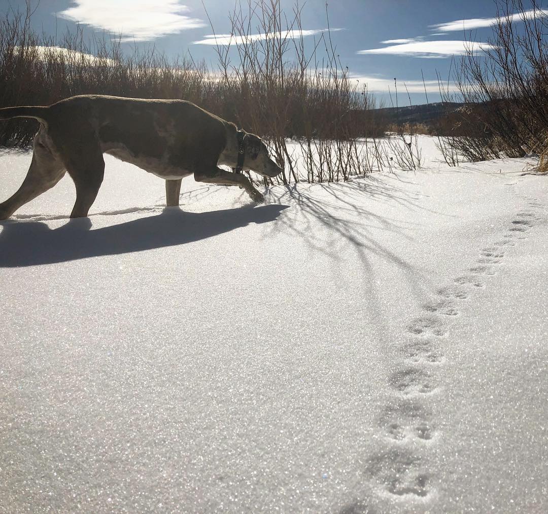 Emma the dog stalking something in the snow.