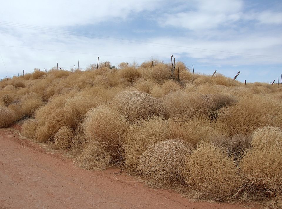 tumbleweeds in Utah