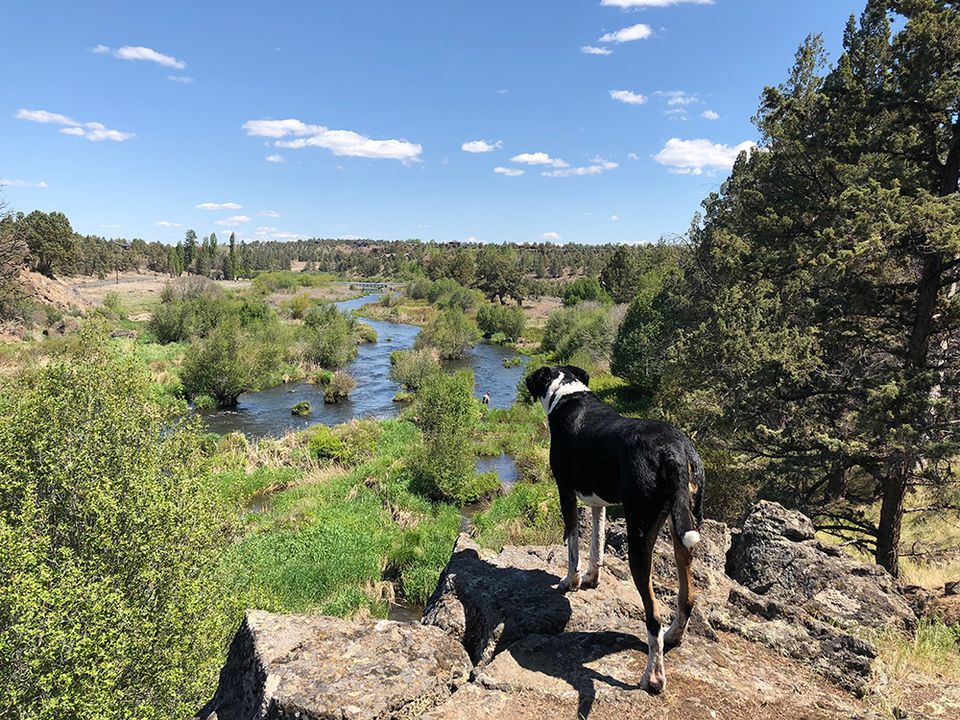 Fly fishing on the Deschutes River