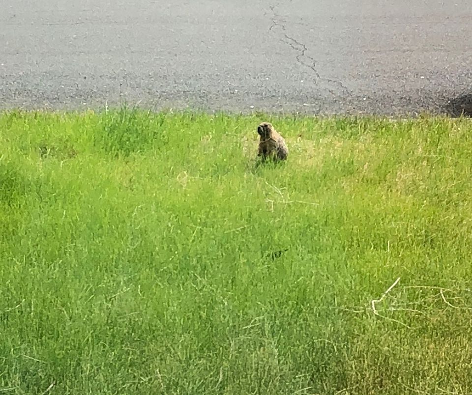 There is a marmot at my house