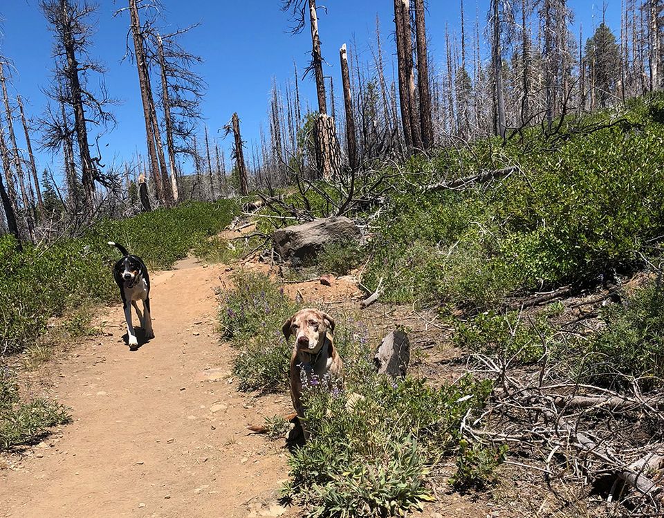 Dogs on the trail to Crush Falls