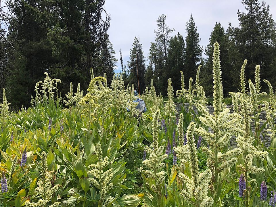 Corn lilies on the upper deschutes river