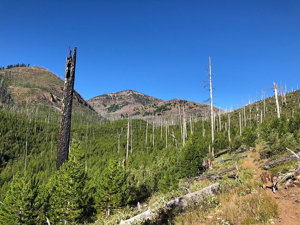 A view of Strawberry Mountain