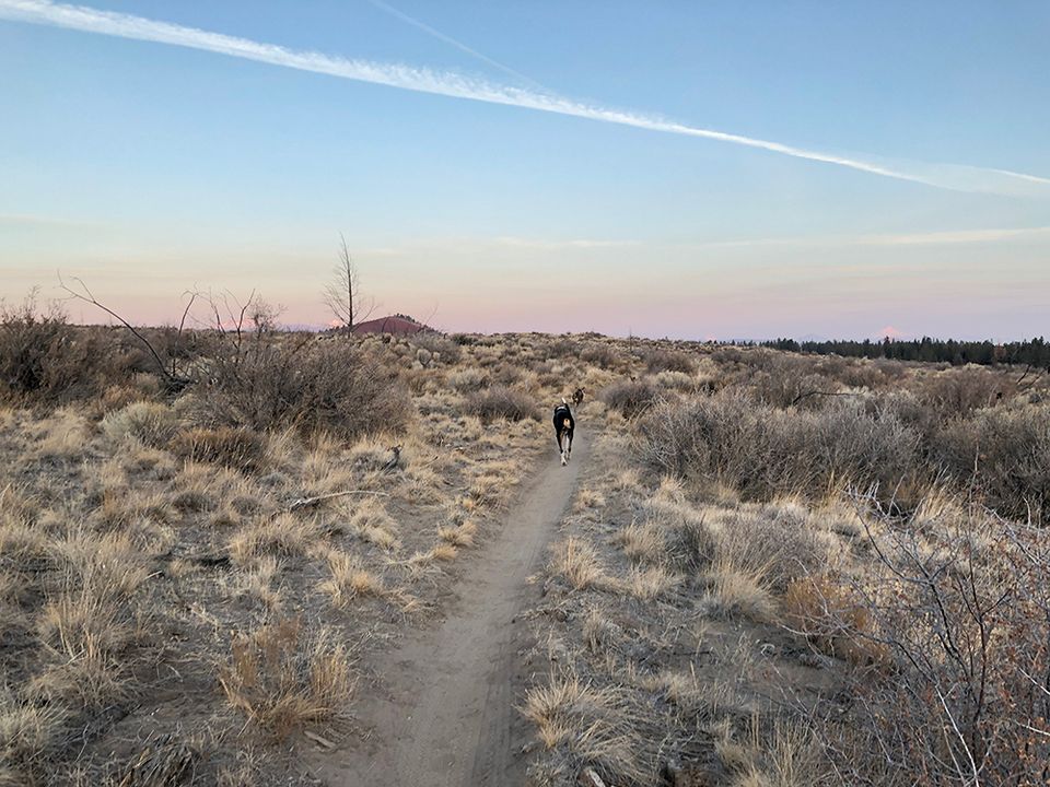 Dog walk near Horse Butte