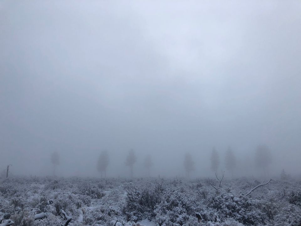 Thick fog in the ponderosa forest of central oregon.