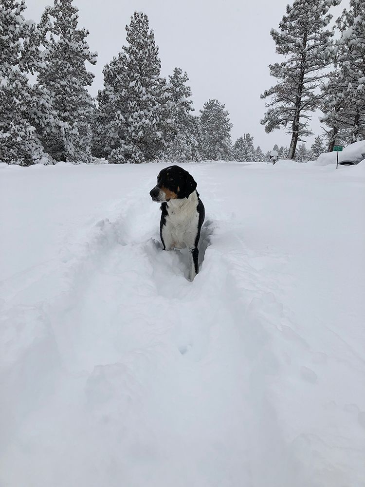 3 feet of snow overnight!