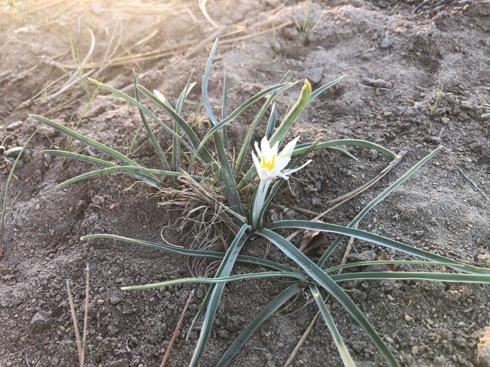 Sand Lily