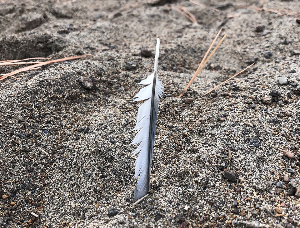 Feather in the sand.