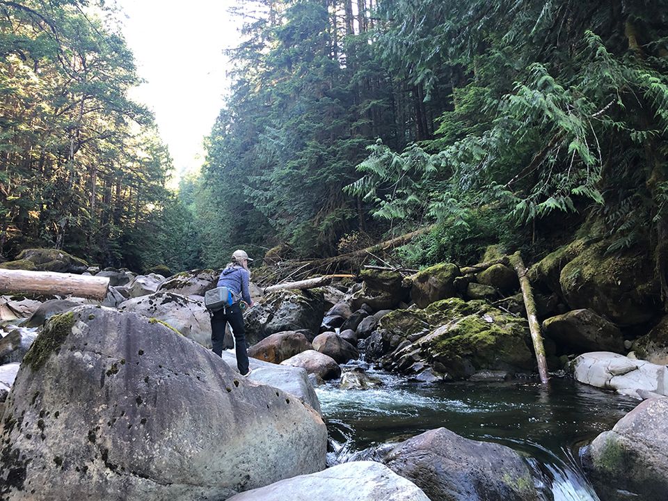 Fly Fishing for Trout in the Creeks of the Cascades